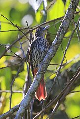 Maroon Oriole